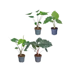 Alocasia