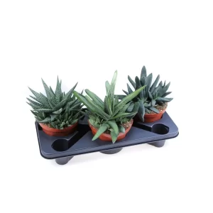Aloe