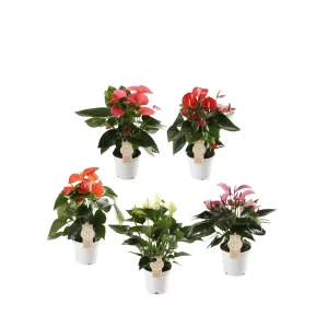 Anthurium