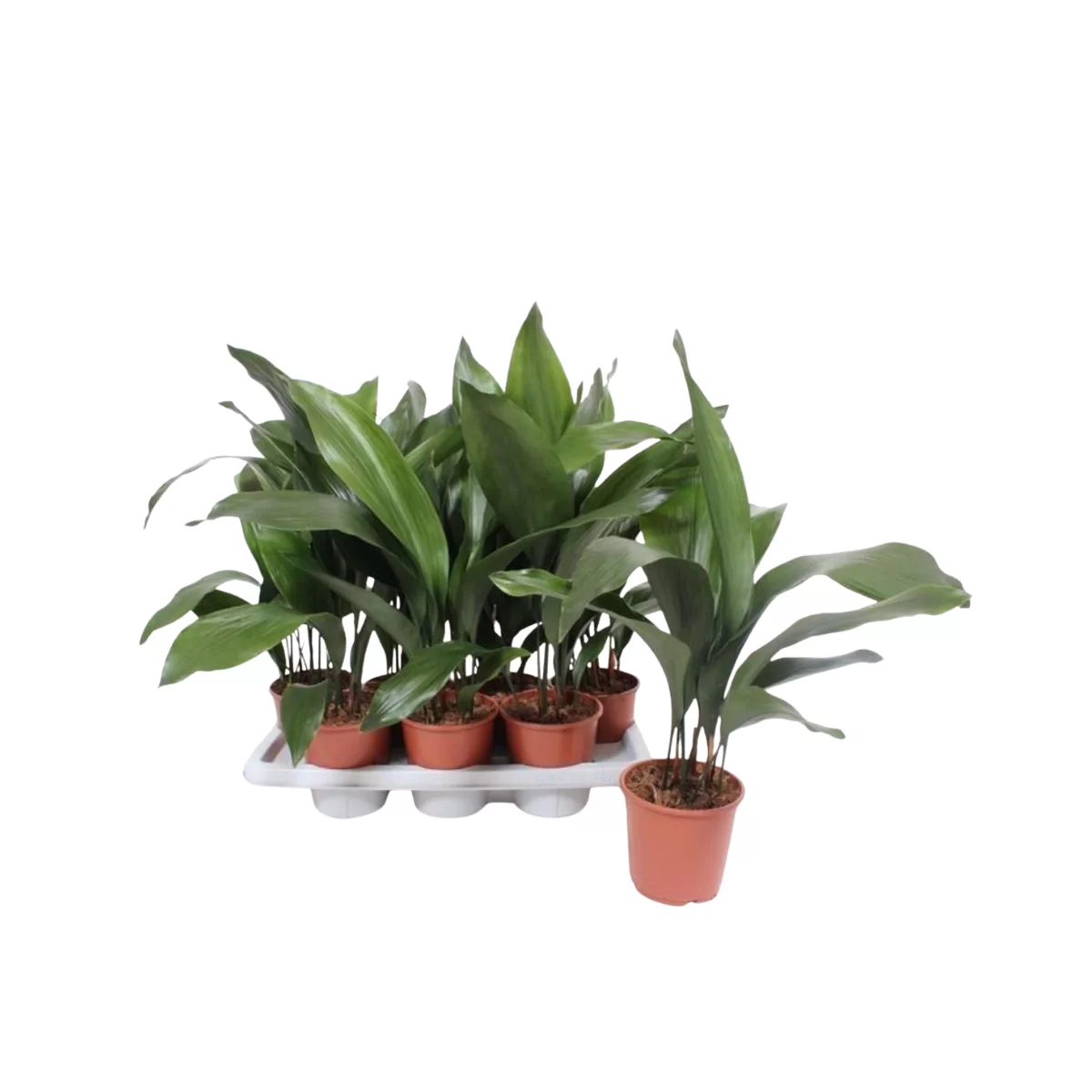 Aspidistra