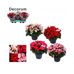 Begonia Betulia