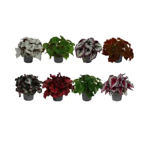 Begonia Beleaf