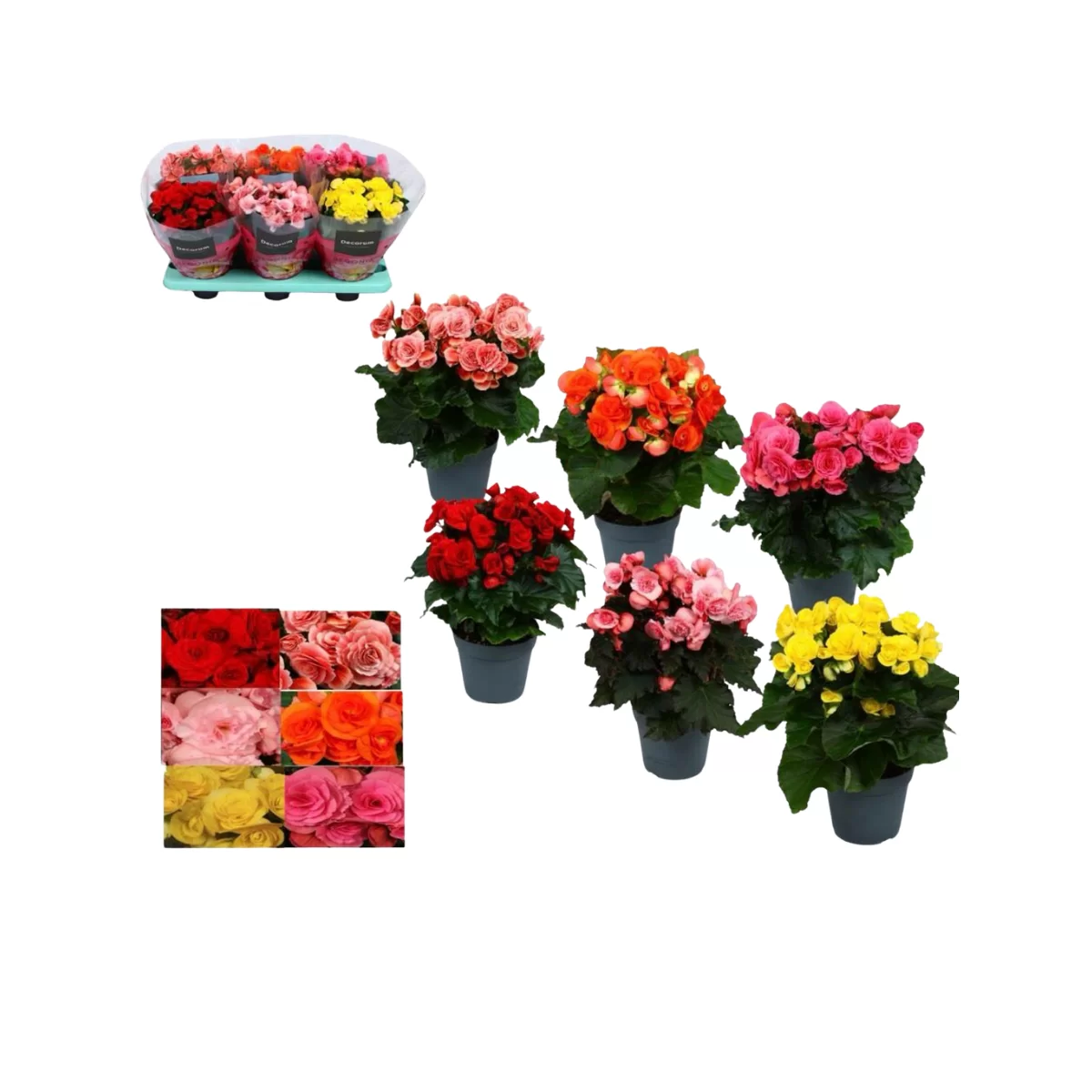 Begonia Elatior
