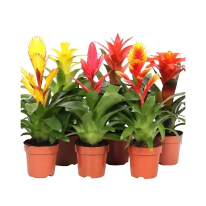 Bromelia