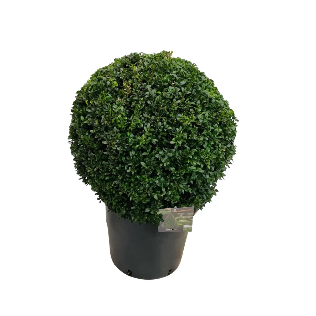 Buxus