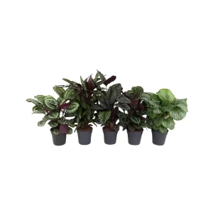 Calathea