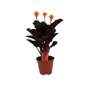 Calathea Crocata