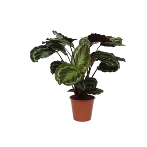 Calathea Medalion