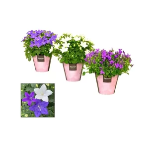 Campanula