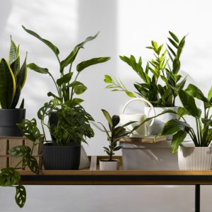 Plante