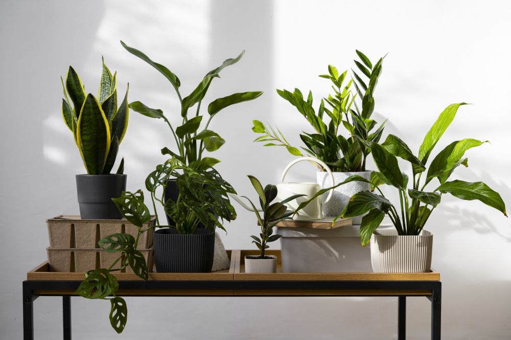 Plante