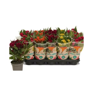 Celosia
