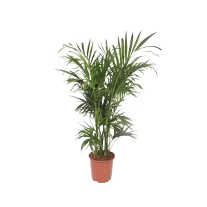 Chamaedorea