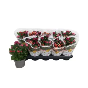 Chrysanthemum