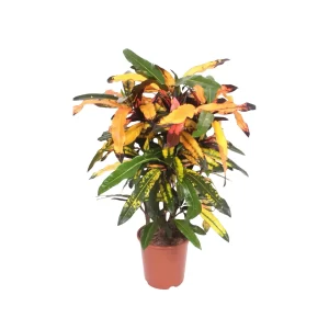 Codiaeum