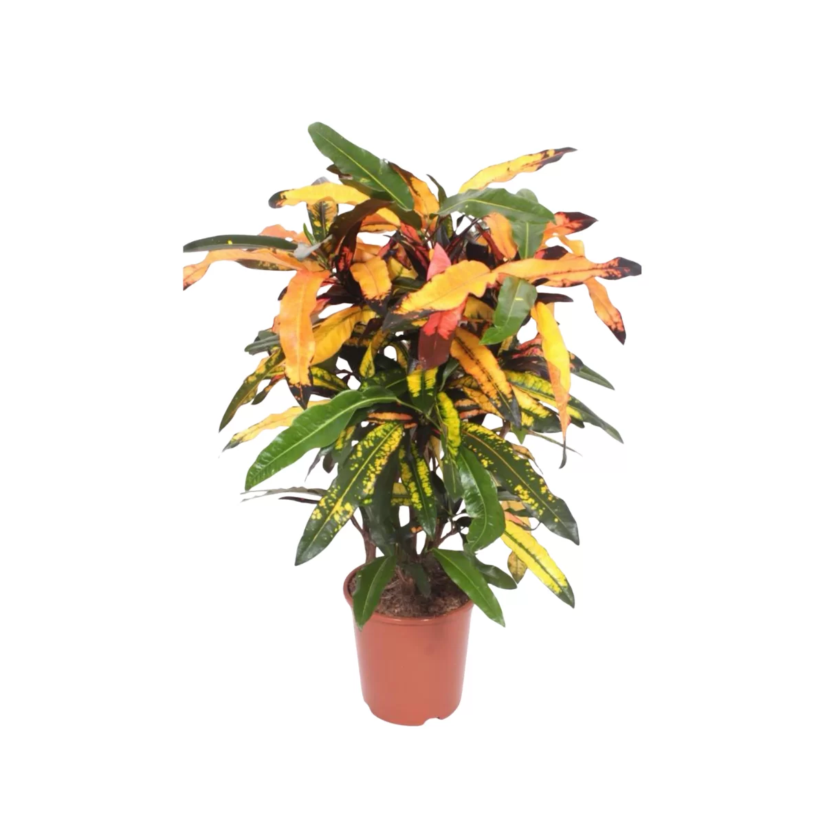 Codiaeum