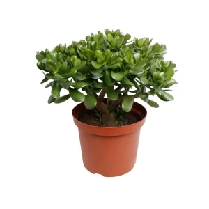 Crassula