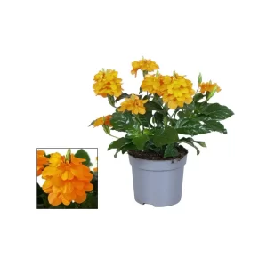 Crossandra