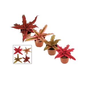 Cryptanthus