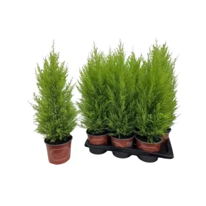 Cupressus