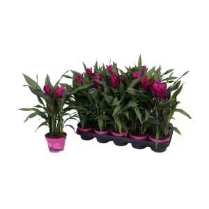 Curcuma