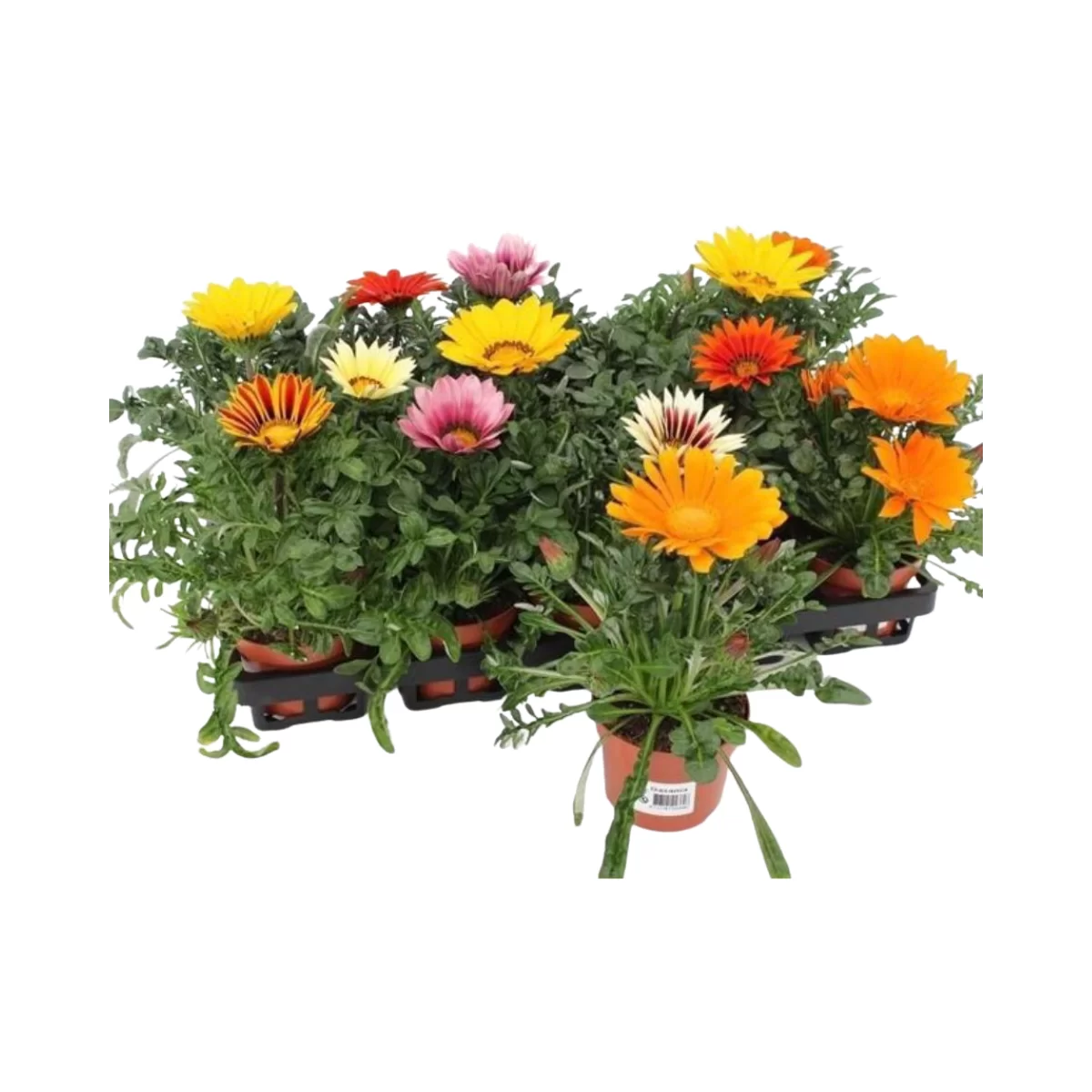 Gazania