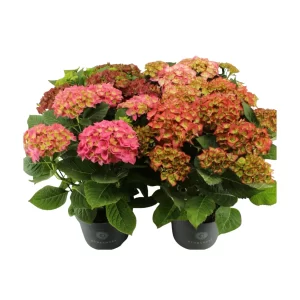 Hydrangea