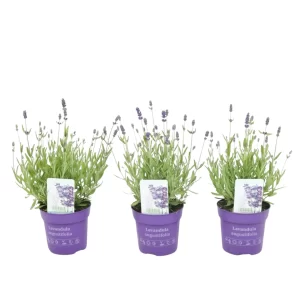 Lavandula
